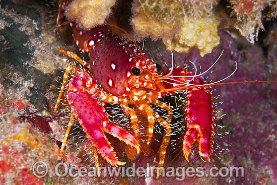 Hawaiian Reef Lobster photo
