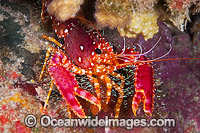 Hawaiian Reef Lobster Photo - David Fleetham
