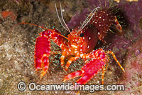 Hawaiian Reef Lobster Enoplometopus occidentalis Photo - David Fleetham