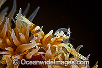 Commensal Shrimp on Coral Photo - David Fleetham