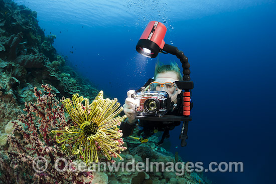 Diver photographing Crinoid photo