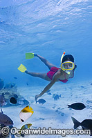 Snorkel Diver exploring Cook Islands Photo - David Fleetham