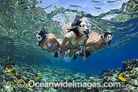 Snorkel Divers in Hawaii Photo - David Fleetham