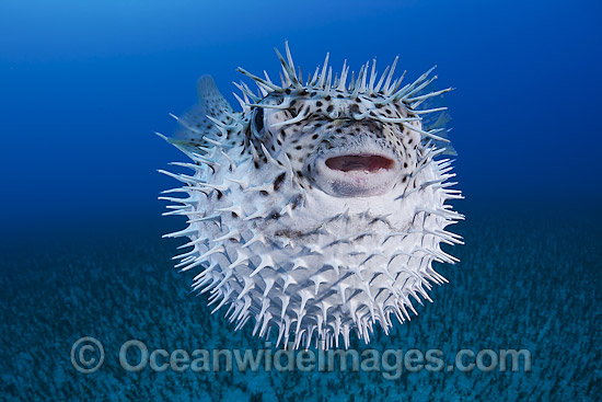 Spotted Porcupinefish inflated photo