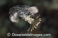 Larval Barnacle Photo - David Fleetham