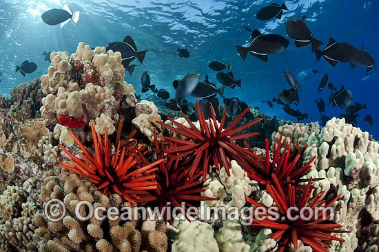 Slate Pencil Sea Urchins on reef photo