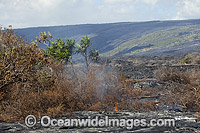 Lava flowing from Volcano Photo - David Fleetham