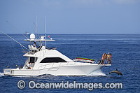 Gamefishing Boat with Dolphin at bow Photo - David Fleetham