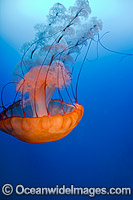 Pacific Sea Nettle Jellyfish Photo - David Fleetham