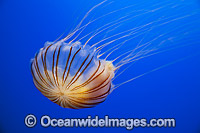Pacific Sea Nettle Jellyfish Photo - David Fleetham