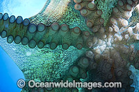 Day Octopus sucker pads Photo - David Fleetham