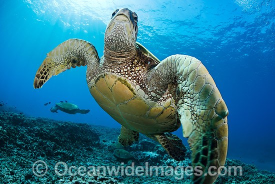 Green Sea Turtles at cleaning station photo