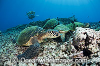 Green Sea Turtles at cleaning station Photo - David Fleetham