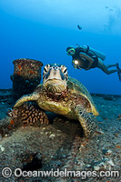 Diver with Green Sea Turtle Photo - David Fleetham