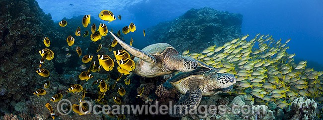 Green Sea Turtles with fish photo