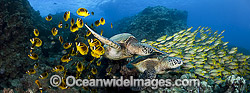 Green Sea Turtles with fish Photo - David Fleetham