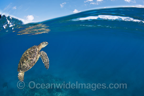 Green Sea Turtle at surface photo