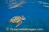 Green Sea Turtle at surface Photo - David Fleetham