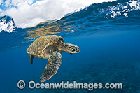Green Sea Turtle at surface Photo - David Fleetham