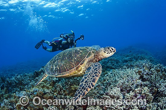 Diver photographing Turtles photo