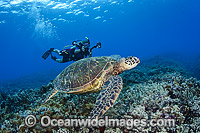 Diver photographing Turtles Photo - David Fleetham
