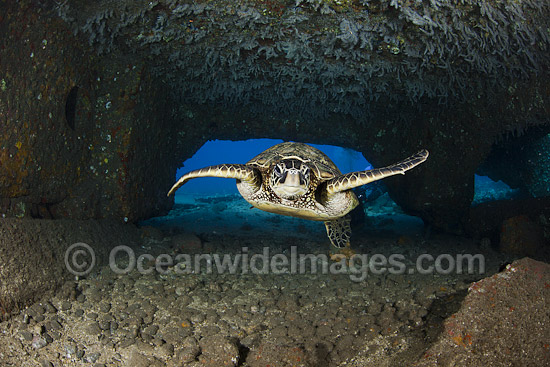Green Sea Turtle in cave photo
