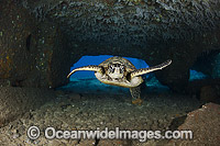 Green Sea Turtle in cave Photo - David Fleetham