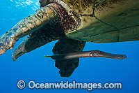 Green Sea Turtle and Trumpetfish Photo - David Fleetham