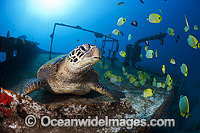 Green Sea Turtles on shipwreck Photo - David Fleetham