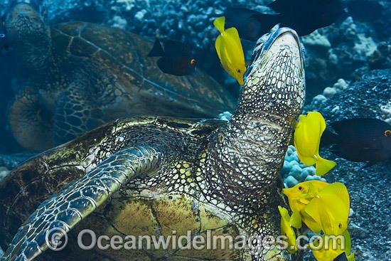 Green Sea Turtles being cleaned photo