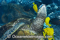 Green Sea Turtles being cleaned Photo - David Fleetham