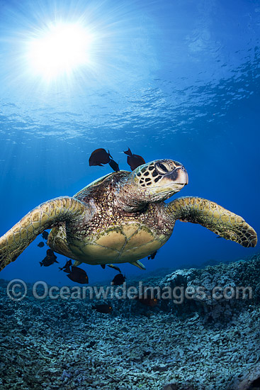 Green Sea Turtle being cleaned photo