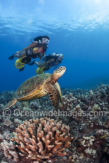 Green Sea Turtles and Divers photo