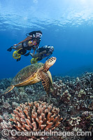 Green Sea Turtles and Divers Photo - David Fleetham