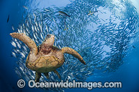 Green Sea Turtle and fish Photo - David Fleetham