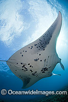 Reef Manta Ray Photo - David Fleetham