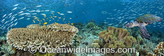 Colorful coral reef scene photo