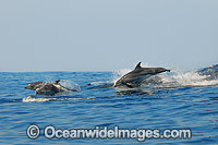 Bottlenose Dolphins on surface Photo - Gary Bell