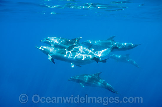 Bottlenose Dolphins swimming underwater photo