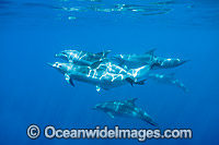 Bottlenose Dolphins swimming underwater Photo - Gary Bell