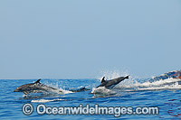 Dolphins jumping on surface Photo - Gary Bell