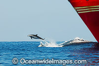 Dolphins riding bow wave of ship Photo - Gary Bell