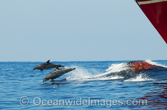Bottlenose Dolphins riding bow wave of ship photo