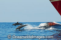 Bottlenose Dolphins riding bow wave of ship Photo - Gary Bell