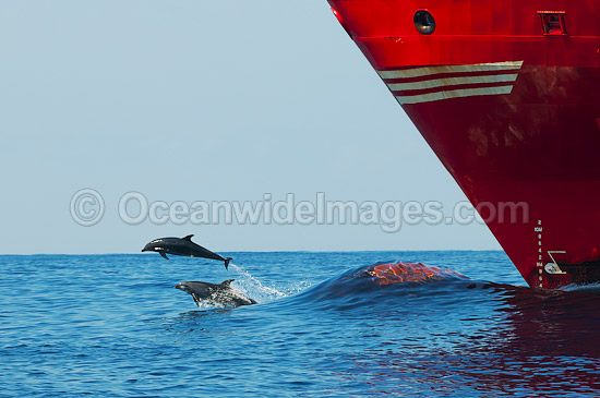 Dolphins riding bow wave of ship photo