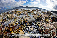 Howe Sound beach at low tide Photo - David Fleetham