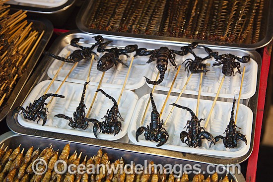 Fried Insects on a Stick photo