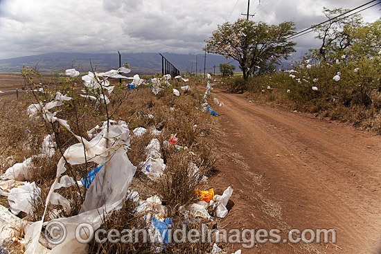 Plastic Bag Pollution photo