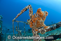 Frogfish on Shipwreck Photo - David Fleetham