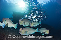 Bumphead Parrotfish and Trevally Photo - David Fleetham